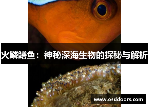 火鳞鳝鱼：神秘深海生物的探秘与解析